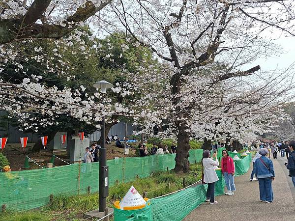 1140327-5上野公園櫻花