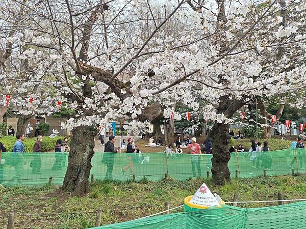 1140327-5上野公園櫻花