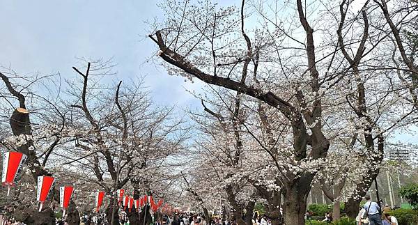 1140327-5上野公園櫻花