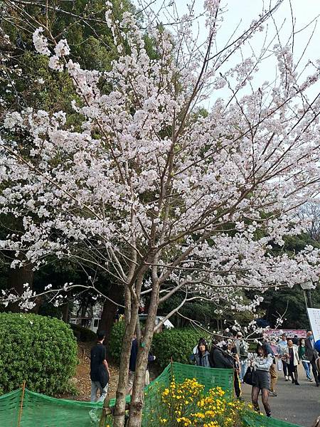 1140327-5上野公園櫻花