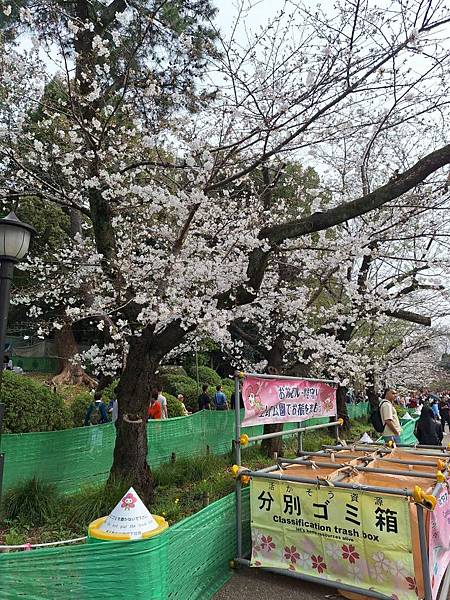 1140327-5上野公園櫻花
