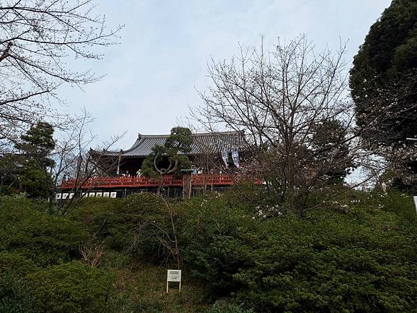 1140327-5上野公園櫻花