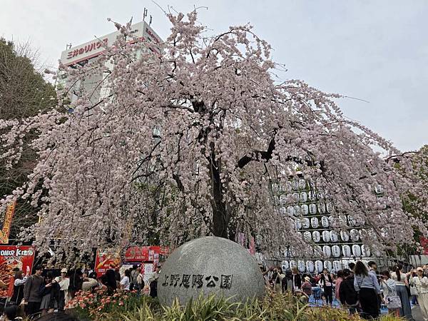 1140327-5上野公園櫻花