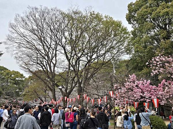 1140327-5上野公園櫻花