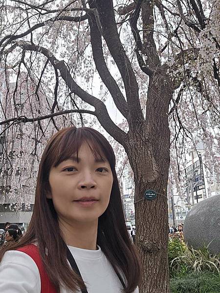 1140327-5上野公園櫻花