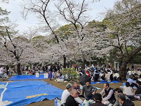 1140327-5上野公園櫻花