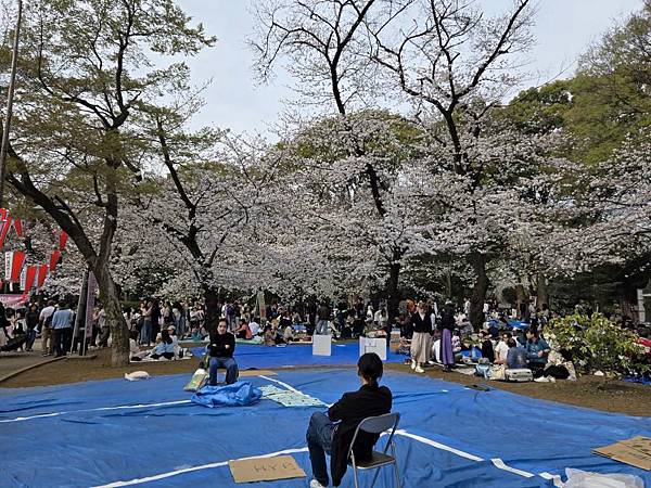 1140327-5上野公園櫻花