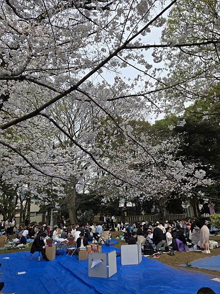 1140327-5上野公園櫻花