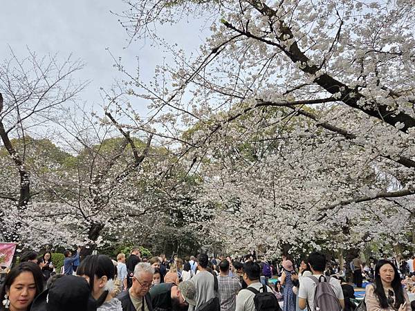 1140327-5上野公園櫻花