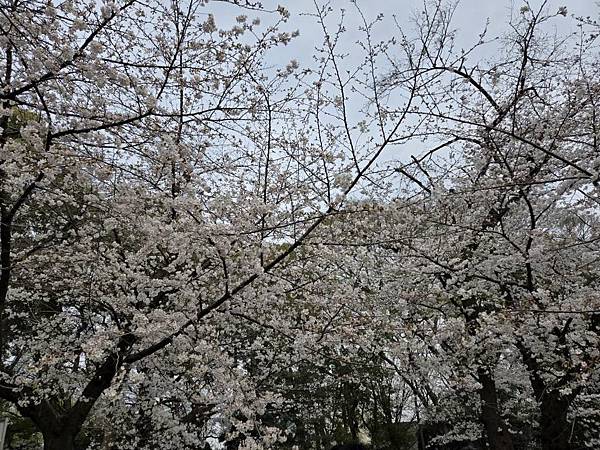 1140327-5上野公園櫻花