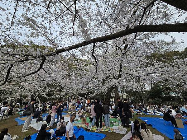 1140327-5上野公園櫻花
