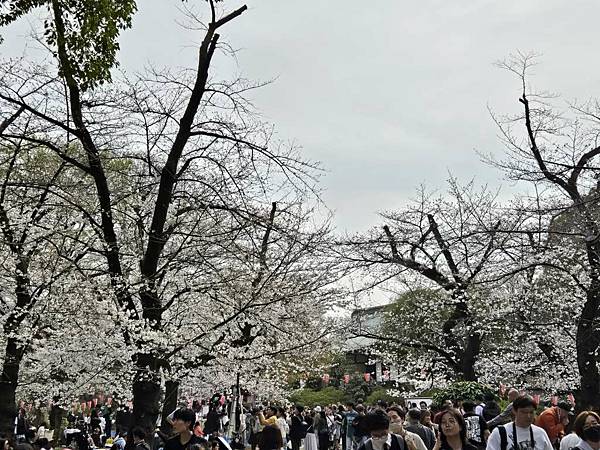 1140327-5上野公園櫻花