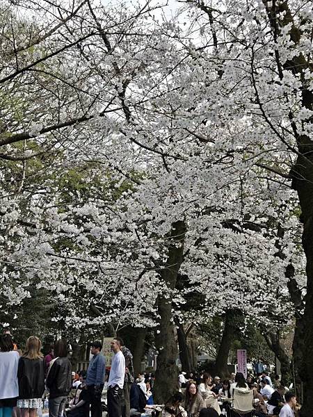 1140327-5上野公園櫻花