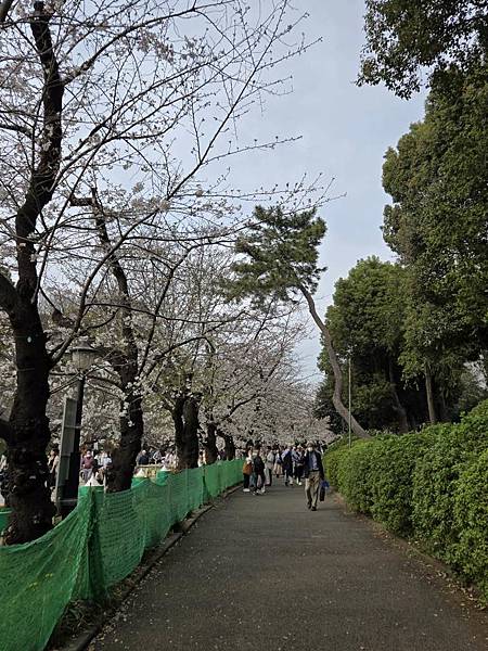 1140327-5上野公園櫻花