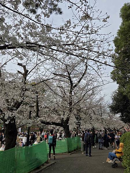 1140327-5上野公園櫻花