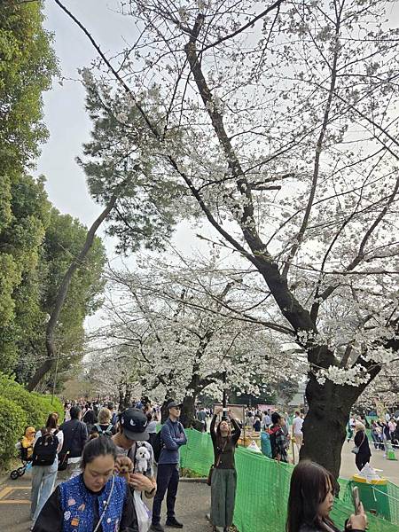 1140327-5上野公園櫻花
