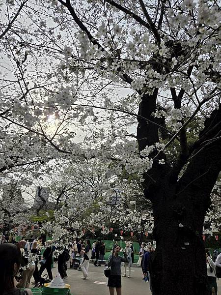 1140327-5上野公園櫻花