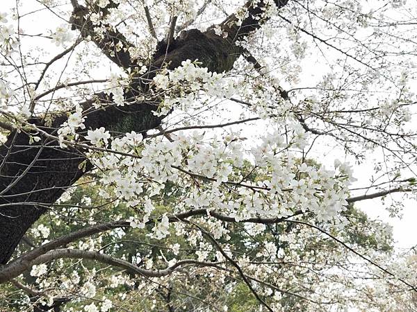 1140327-5上野公園櫻花