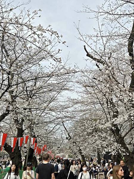 1140327-5上野公園櫻花