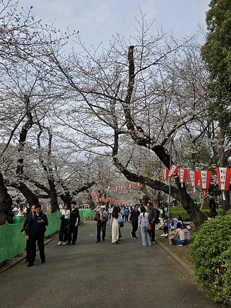 1140327-5上野公園櫻花