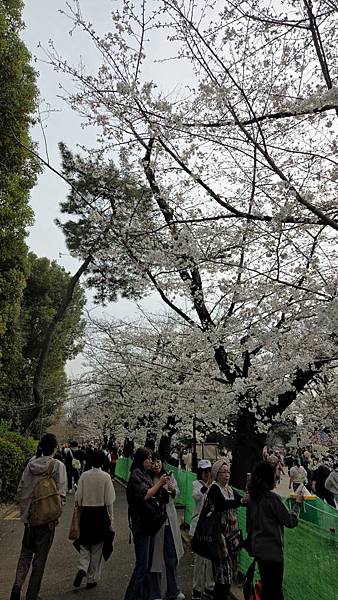 1140327-5上野公園櫻花