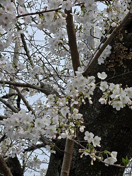 1140327-5上野公園櫻花