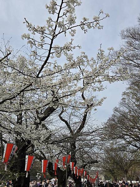 1140327-5上野公園櫻花