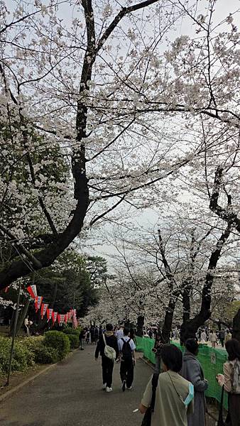 1140327-5上野公園櫻花