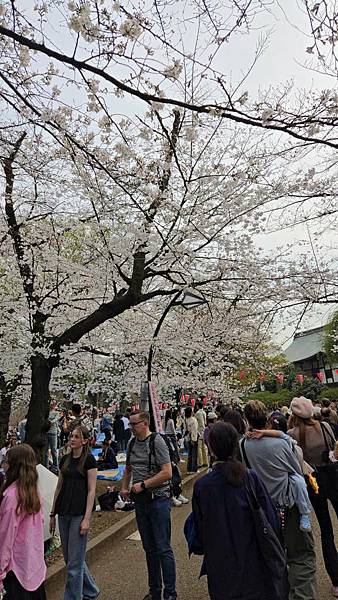 1140327-5上野公園櫻花