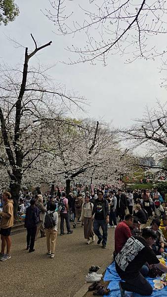 1140327-5上野公園櫻花
