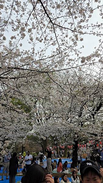 1140327-5上野公園櫻花
