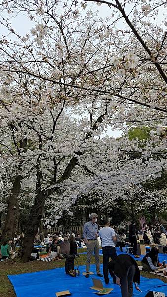 1140327-5上野公園櫻花
