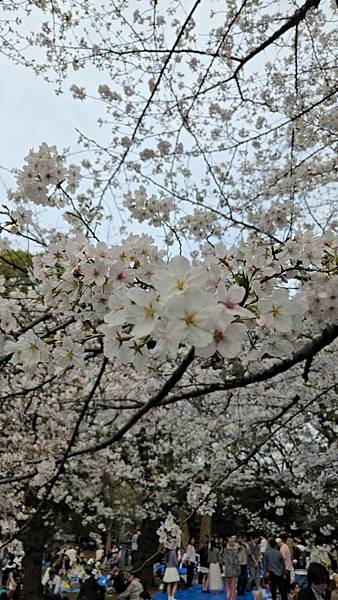 1140327-5上野公園櫻花