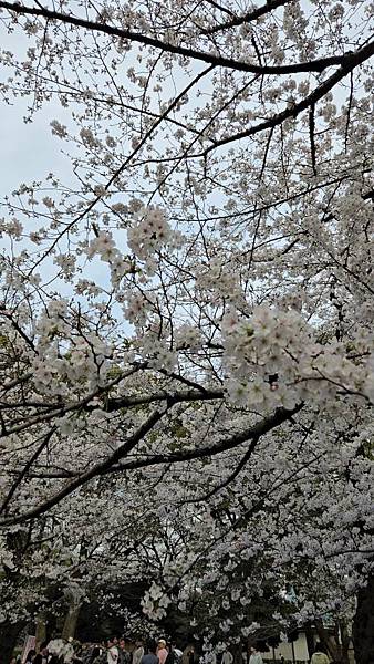1140327-5上野公園櫻花