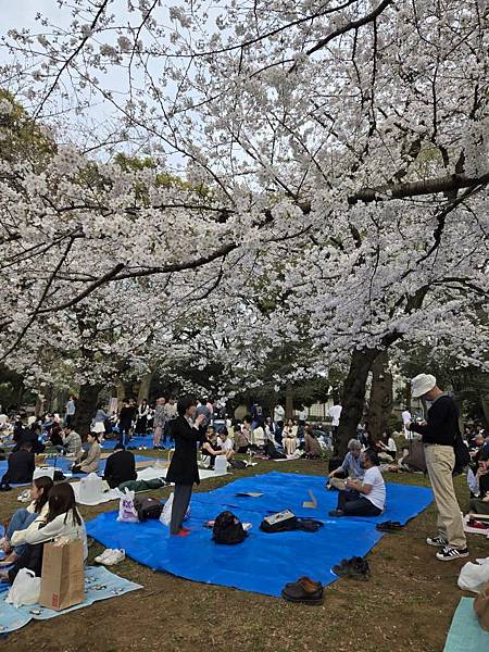 1140327-5上野公園櫻花