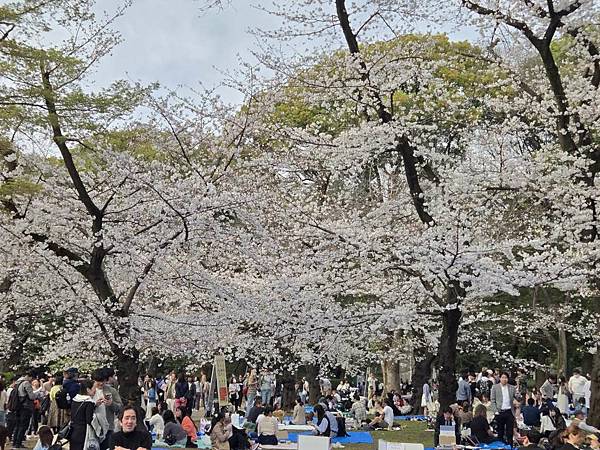 1140327-5上野公園櫻花