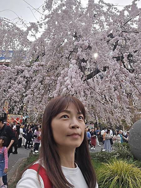 1140327-5上野公園櫻花