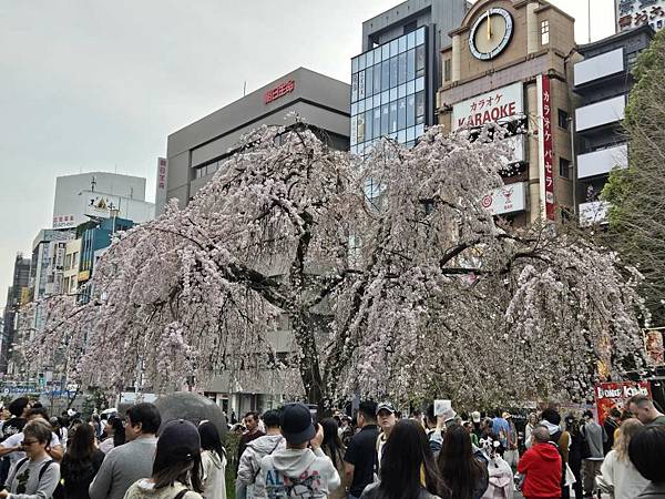1140327-5上野公園櫻花