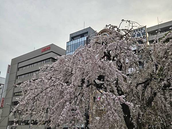 1140327-5上野公園櫻花