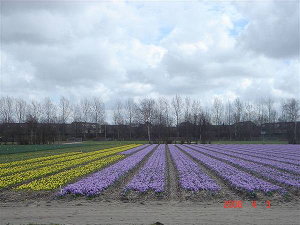 第十一天：庫肯霍夫鬱金香花園 Keukenhof