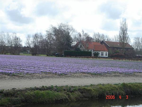 第十一天：庫肯霍夫鬱金香花園 Keukenhof