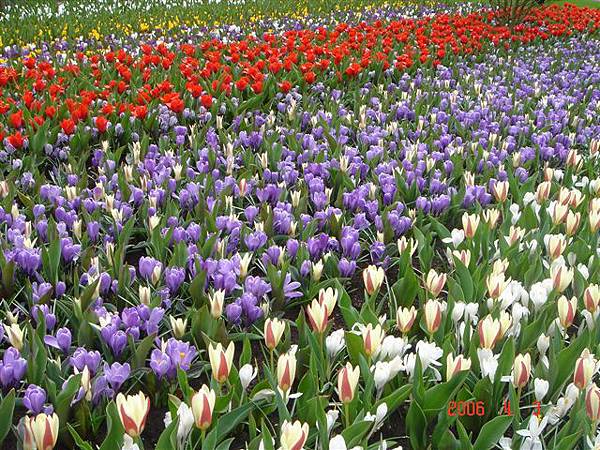 第十一天：庫肯霍夫鬱金香花園 Keukenhof