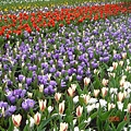 第十一天：庫肯霍夫鬱金香花園 Keukenhof