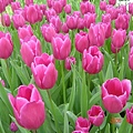 第十一天：庫肯霍夫鬱金香花園 Keukenhof