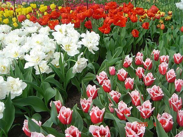 第十一天：庫肯霍夫鬱金香花園 Keukenhof