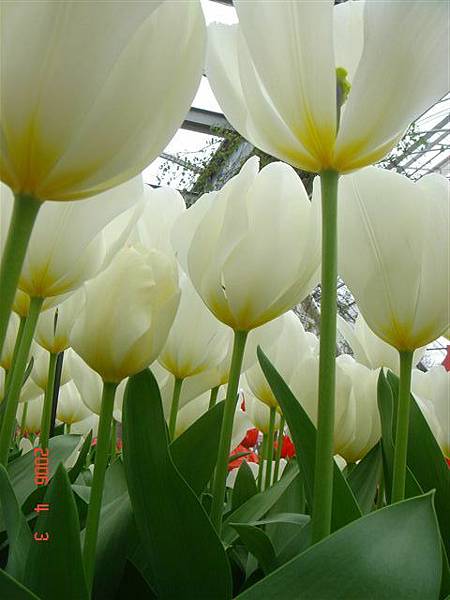 第十一天：庫肯霍夫鬱金香花園 Keukenhof