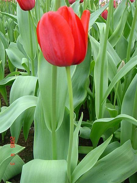 第十一天：庫肯霍夫鬱金香花園 Keukenhof