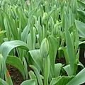 第十一天：庫肯霍夫鬱金香花園 Keukenhof