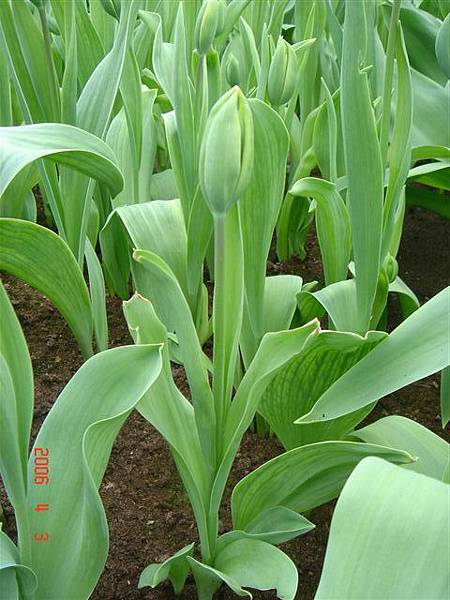 第十一天：庫肯霍夫鬱金香花園 Keukenhof