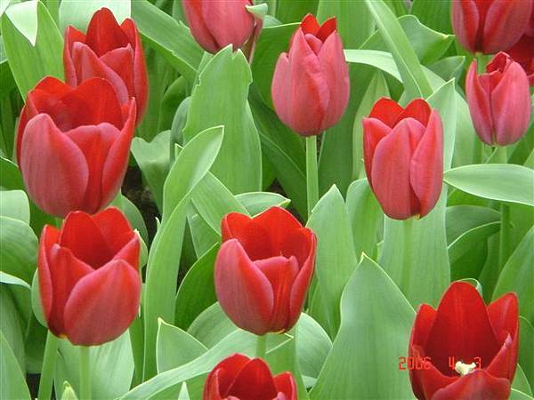 第十一天：庫肯霍夫鬱金香花園 Keukenhof